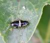 Planuncus vinzi
